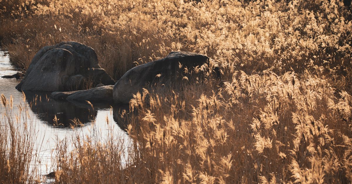 Juncos y vegetación junto al agua en tonos verdes y ocres